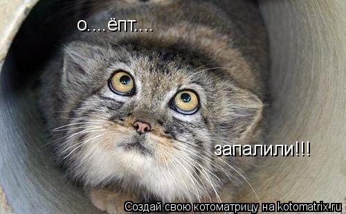 Котоматрица: о....ёпт.... запалили!!!