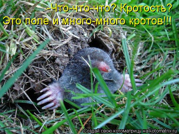 Котоматрица: -Что-что-что? Кротость? Это поле и много-много кротов!!!