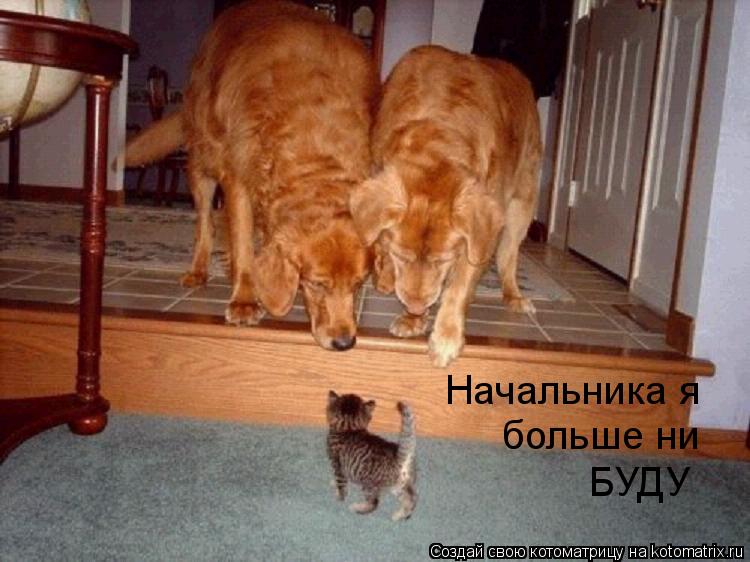 Начальника я больше ни БУДУ... Котоматрица: Начальника я больше ни БУДУ