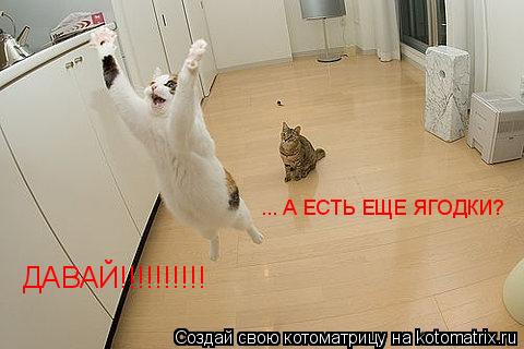 ДАВАЙ!!!!!!!!!! ... А ЕСТЬ ЕЩЕ ЯГОДКИ?... Котоматрица: ДАВАЙ!!!!!!!!!! ... А ЕСТЬ ЕЩЕ ЯГОДКИ?