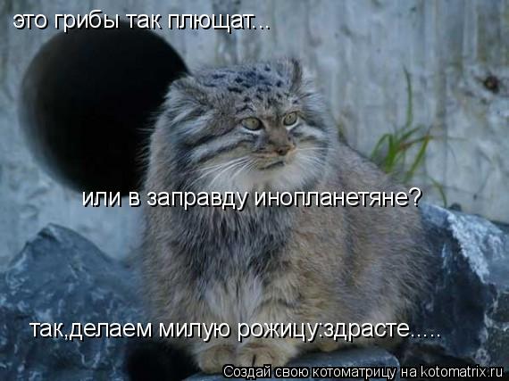 Котоматрица: это грибы так плющат... или в заправду инопланетяне? так,делаем милую рожицу:здрасте.....