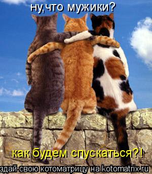 Котоматрица: ну,что мужики? как будем спускаться?!