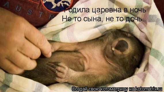 Родила царевна в ночь Не то сына, не то дочь..... Котоматрица: Родила царевна в ночь Не то сына, не то дочь..