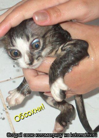 Котоматрица: Обсохни!
