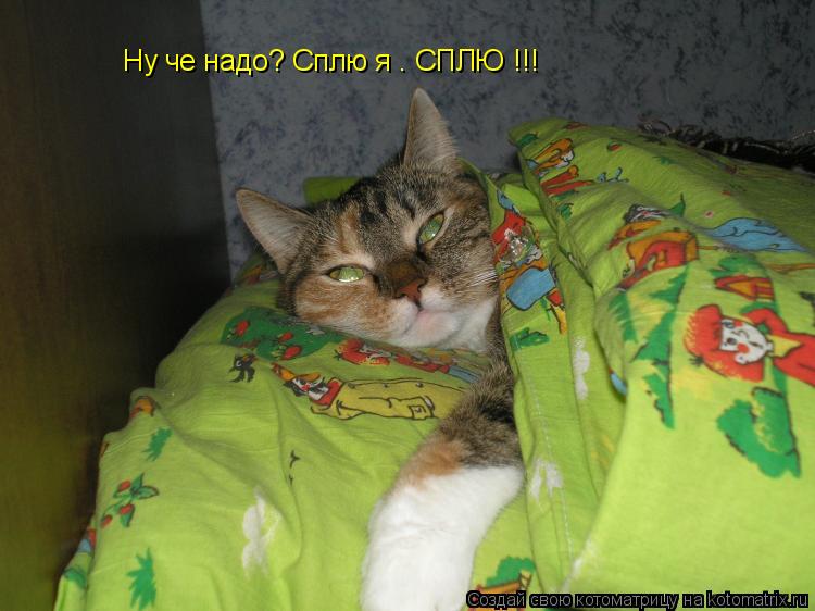 Ну че надо? Сплю я . СПЛЮ !!!... Котоматрица: Ну че надо? Сплю я . СПЛЮ !!!