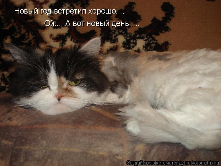 Новый год встретил хорошо.... Ой.... А вот новый день........ Котоматрица: Новый год встретил хорошо.... Ой.... А вот новый день.....