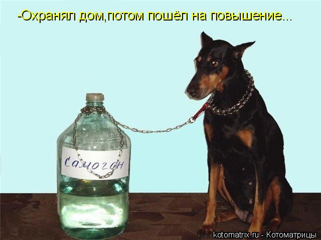 -Охранял дом,потом пошёл на повышение...... Котоматрица: -Охранял дом,потом пошёл на повышение...