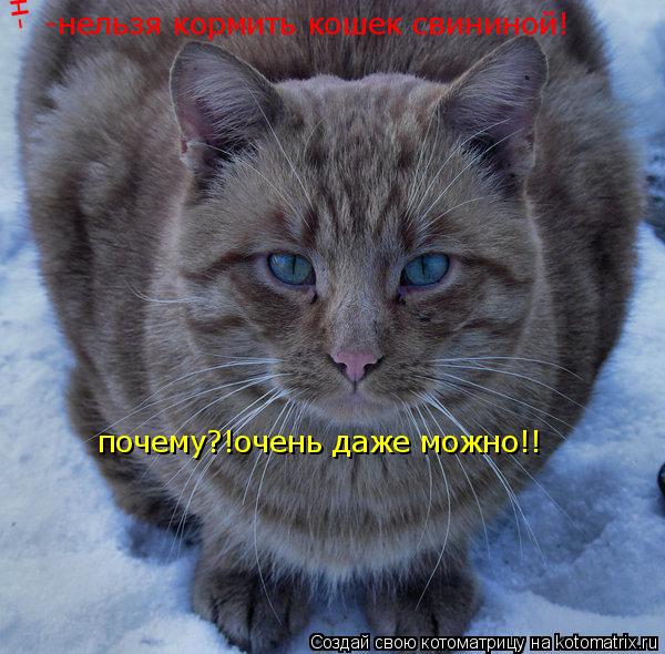 -нельзя кормить кошек свининой! -нельзя кормить кошек свининой! почему?!очень даже можно!!... Котоматрица: -нельзя кормить кошек свининой! -нельзя кормить кошек свининой! почему?!очень даже можно!!