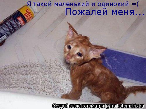 Я такой маленький и одинокий =( Пожалей меня........ Котоматрица: Я такой маленький и одинокий =( Пожалей меня.....