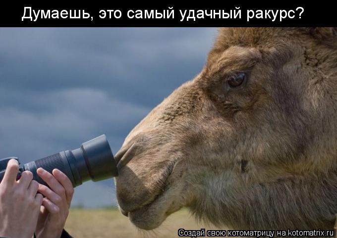 Думаешь, это самый удачный ракурс?... Котоматрица: Думаешь, это самый удачный ракурс?