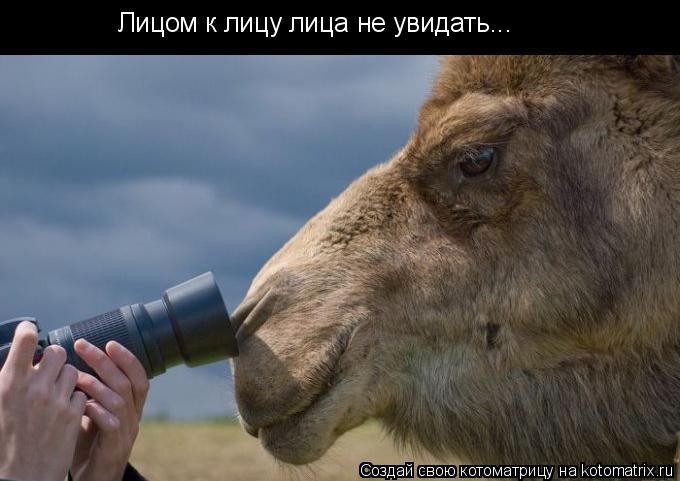Лицом к лицу лица не увидать...... Котоматрица: Лицом к лицу лица не увидать...