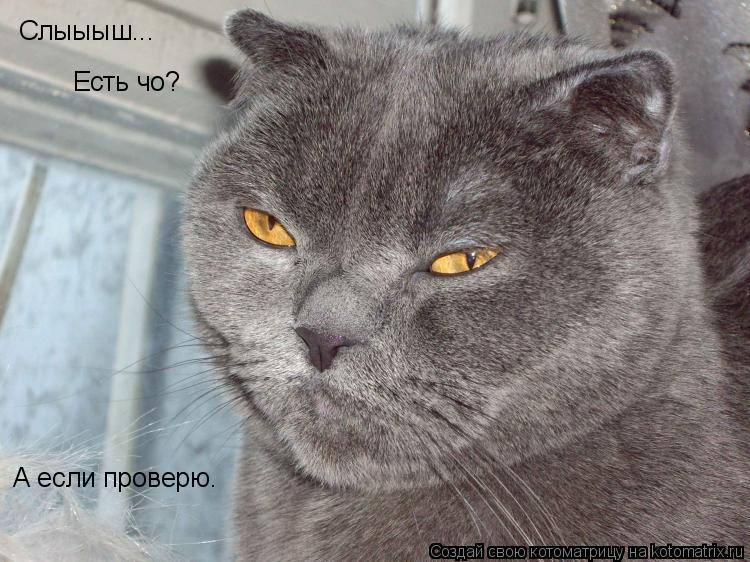 Котоматрица: Слыыыш... Есть чо? А если проверю.