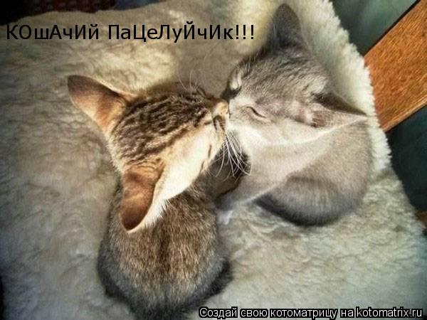 КОшАчИй ПаЦеЛуЙчИк!!!... Котоматрица: КОшАчИй ПаЦеЛуЙчИк!!!