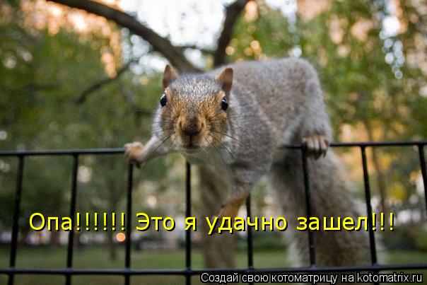 Котоматрица: Опа!!!!!! Это я удачно зашел!!!