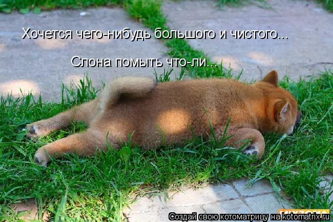 Хочется чего-нибудь большого и чистого... Слона помыть что-ли...... Котоматрица: Хочется чего-нибудь большого и чистого... Слона помыть что-ли...