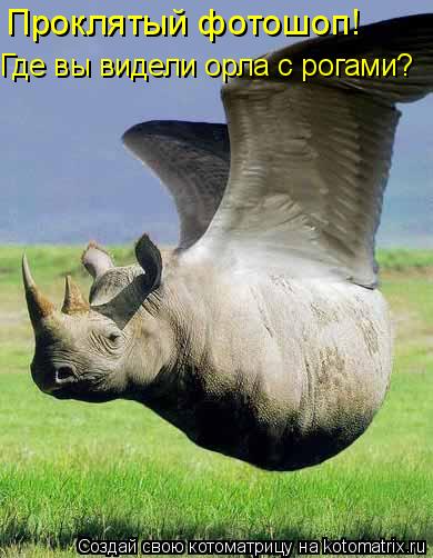 Котоматрица: Проклятый фотошоп! Где вы видели орла с рогами?