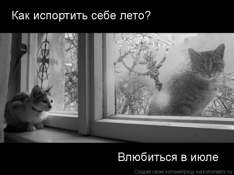 Как испортить себе лето? Влюбиться в июле... Котоматрица: Как испортить себе лето? Влюбиться в июле