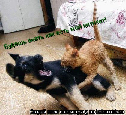Котоматрица: Будешь знать как есть мой китикет!