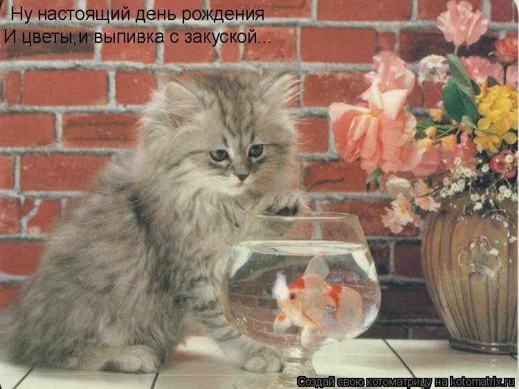Котоматрица: Ну настоящий день рождения И цветы,и выпивка с закуской...
