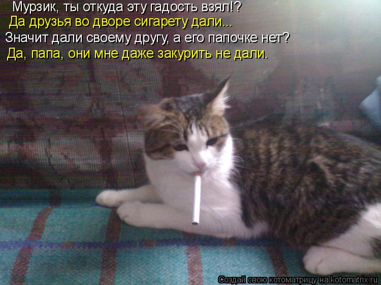 Котоматрица: Мурзик, ты откуда эту гадость взял!? Да друзья во дворе сигарету дали... Значит дали своему другу, а его папочке нет? Да, папа, они мне даже заку