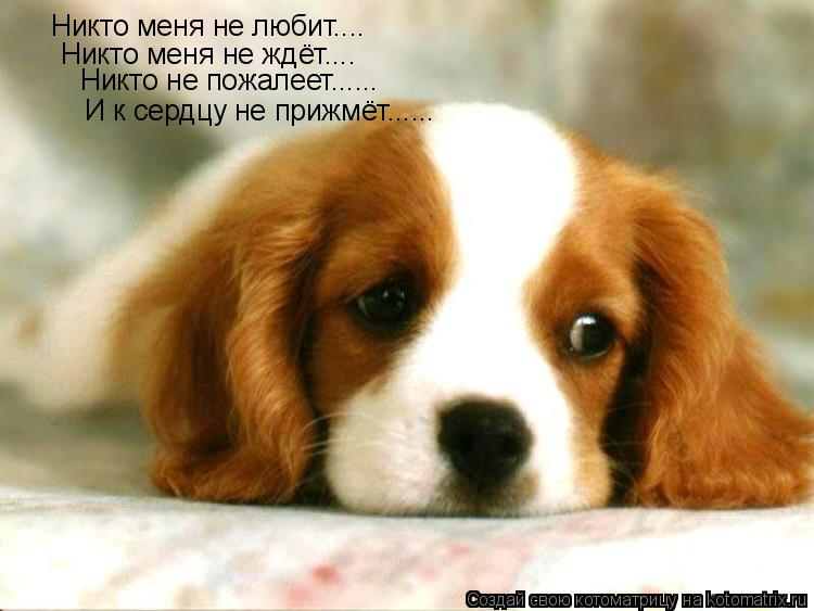 Котоматрица: Никто меня не любит.... Никто меня не ждёт.... Никто не пожалеет...... И к сердцу не прижмёт......