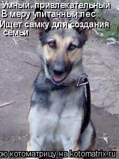 Умный. привлекательный В меру упитанный пес Ищет самку для создания семьи... Котоматрица: Умный. привлекательный В меру упитанный пес Ищет самку для создания семьи