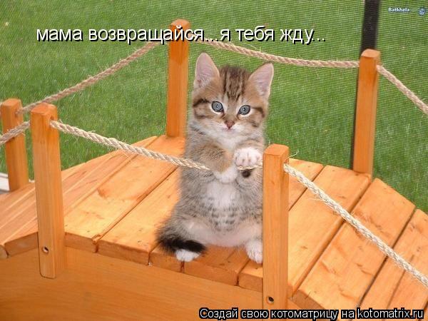 Котоматрица: мама возвращайся...я тебя жду...
