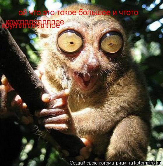 Котоматрица: ой что это токое большое и чтото  кругллллллллое кругллллллллое