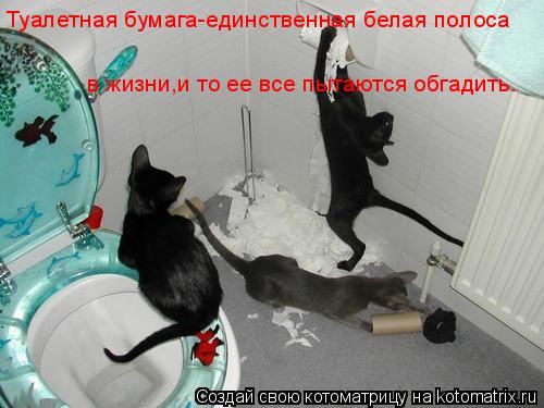 Туалетная бумага-единственная белая полоса в жизни,и то ее все пытаются обгадить.... Котоматрица: Туалетная бумага-единственная белая полоса в жизни,и то ее все пытаются обгадить.