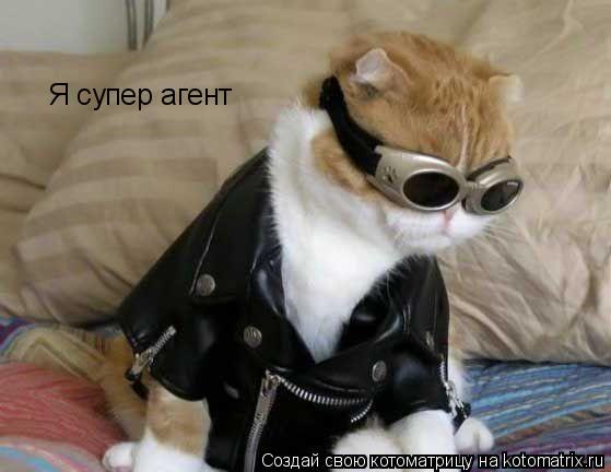 Котоматрица: Я супер агент