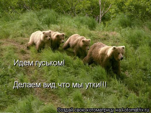 Котоматрица: Идем гуськом! Делаем вид,что мы утки!!!
