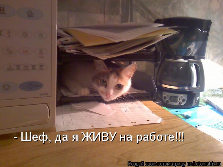 Котоматрица: - Шеф, да я ЖИВУ на работе!!!