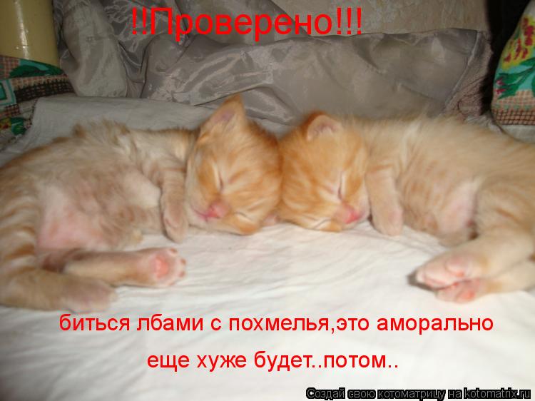Котоматрица: !!Проверено!!! биться лбами с похмелья,это аморально еще хуже будет..потом..