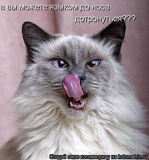 Котоматрица: а вы можете языком до носа  дотронуться???