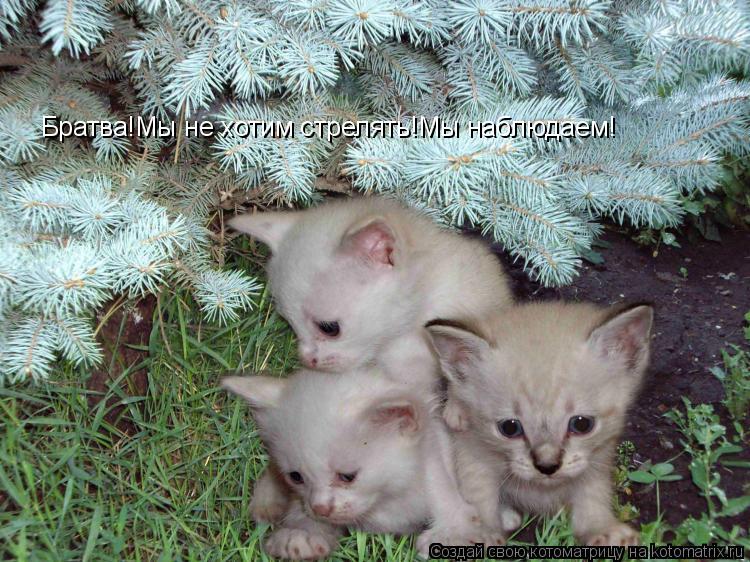 Братва!Мы не хотим стрелять!Мы наблюдаем!... Котоматрица: Братва!Мы не хотим стрелять!Мы наблюдаем!