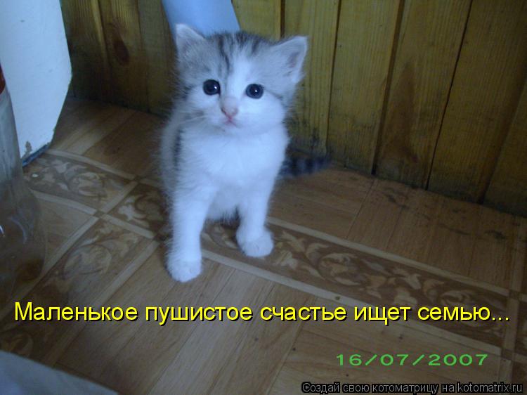 Маленькое пушистое счастье ищет семью...... Котоматрица: Маленькое пушистое счастье ищет семью...