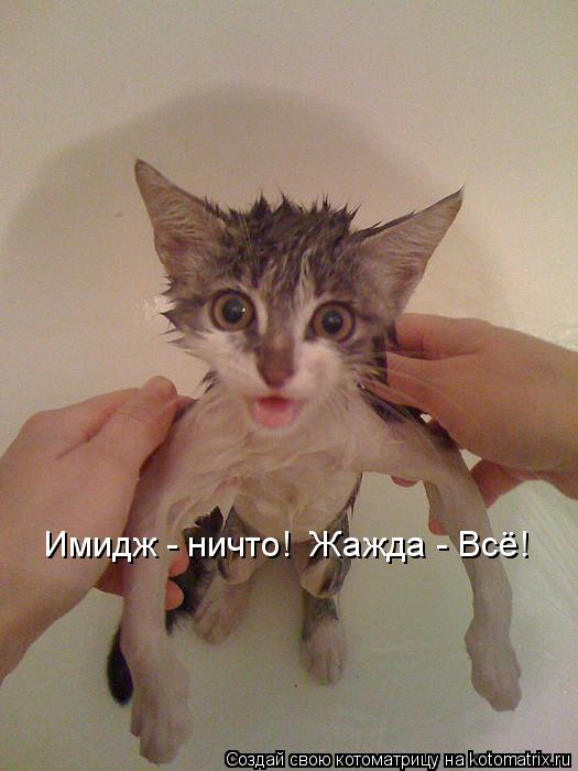 Котоматрица: Имидж - ничто!  Жажда - Всё!