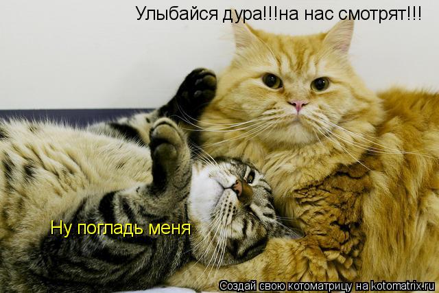 Котоматрица: Улыбайся дура!!!на нас смотрят!!! Ну погладь меня