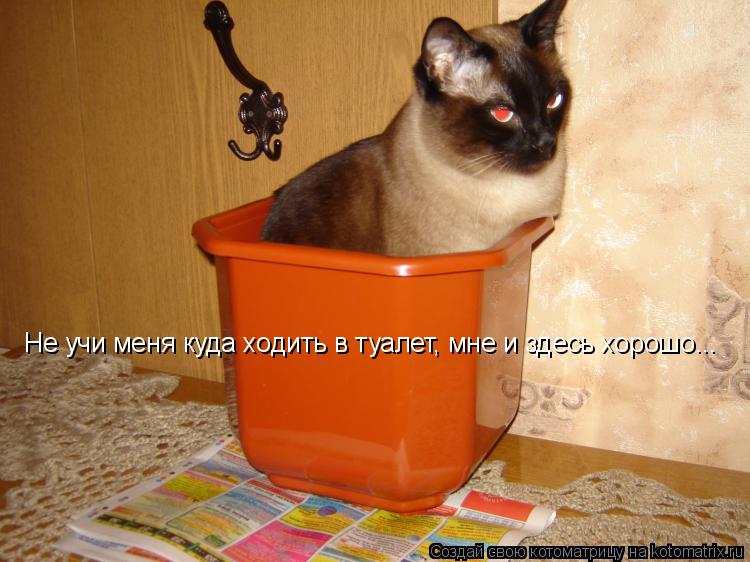 Котоматрица: Не учи меня куда ходить в туалет, мне и здесь хорошо...