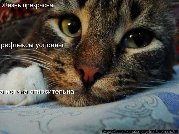 Котоматрица: Жизнь прекрасна рефлексы условны а истина относительна