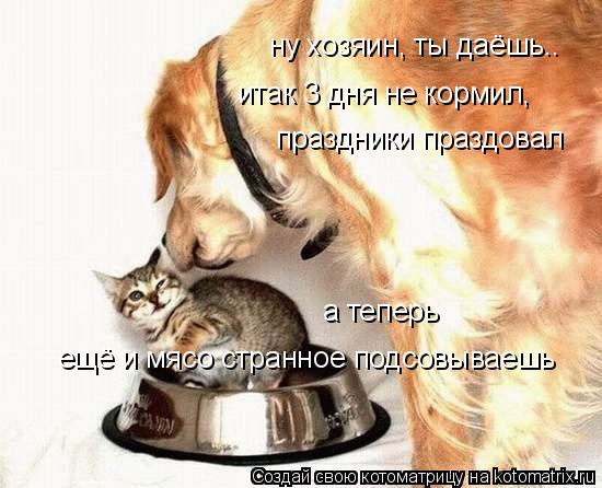 Котоматрица: ну хозяин, ты даёшь.. итак 3 дня не кормил, а теперь  ещё и мясо странное подсовываешь праздники праздовал