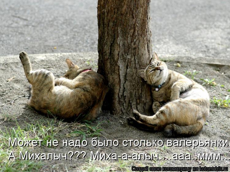 Может не надо было столько валерьянки... А Михалыч??? Миха-а-алыч....ааа..ммм....... Котоматрица: Может не надо было столько валерьянки... А Михалыч??? Миха-а-алыч....ааа..ммм....