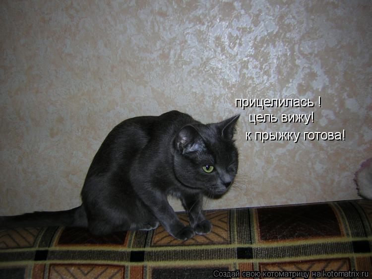 Котоматрица: прицелилась !  цель вижу!  к прыжку готова!