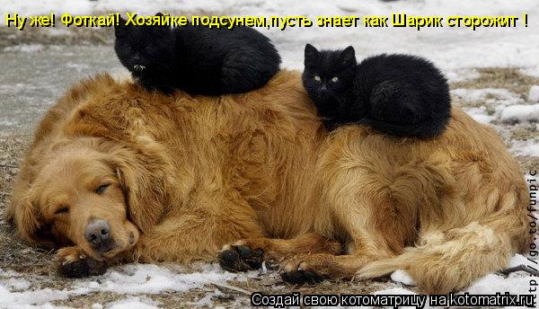 Ну же! Фоткай! Хозяйке подсунем,пусть знает как Шарик сторожит !... Котоматрица: Ну же! Фоткай! Хозяйке подсунем,пусть знает как Шарик сторожит !