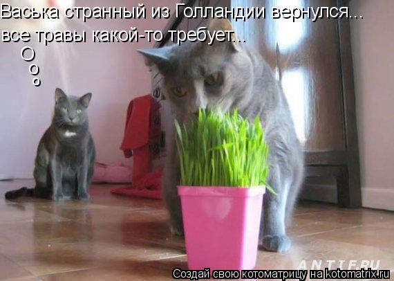 Котоматрица: Васька странный из Голландии вернулся... все травы какой-то требует... О о о