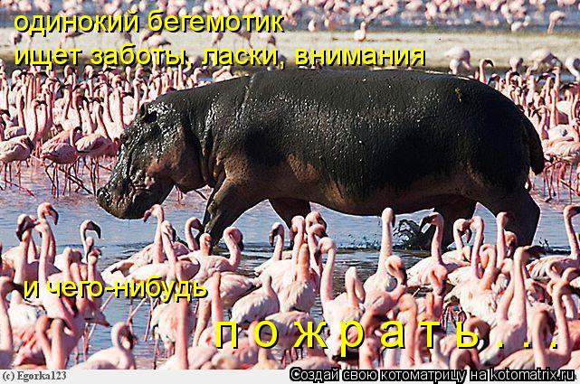 п о ж р а т ь . . . одинокий бегемотик ищет заботы, ласки, внимания и чего-нибудь... Котоматрица: п о ж р а т ь . . . одинокий бегемотик ищет заботы, ласки, внимания и чего-нибудь