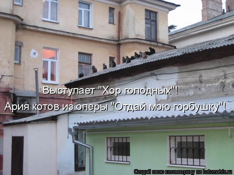 Котоматрица: Выступает "Хор голодных"! Ария котов из оперы "Отдай мою горбушку"!