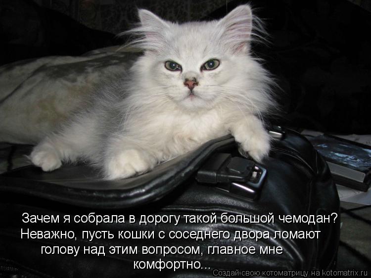 Котоматрица: Зачем я собрала в дорогу такой большой чемодан? Неважно, пусть кошки с соседнего двора ломают голову над этим вопросом, главное мне  комфорт