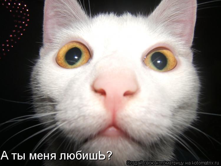 Котоматрица: А ты меня любишЬ?