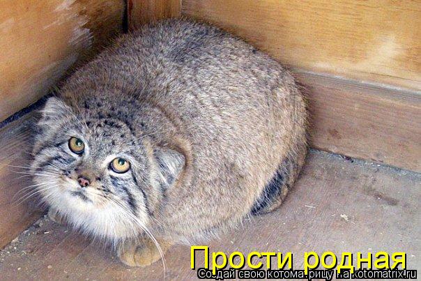 Котоматрица: Прости родная
